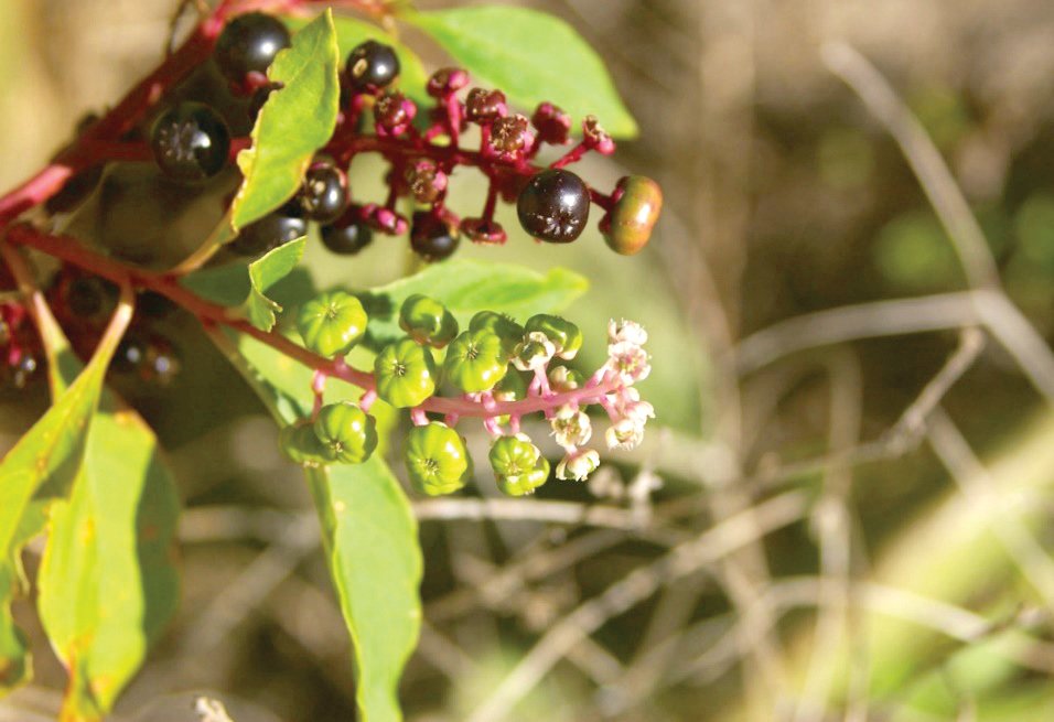 This picture is of a common pokeweed, a native plant commonly found in landscapes that is enjoyed by wildlife but toxic to humans, pets and livestock.